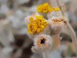 Tanacetum densum