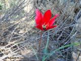 Tulipa orphanidea
