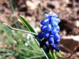 Muscari armeniacum