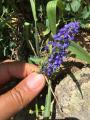 Muscari armeniacum