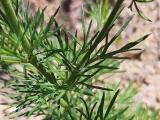 Consolida orientalis