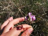 Astragalus melanocephalus