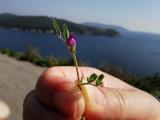 Vicia sativa