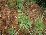 Vicia sativa