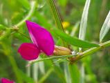 Vicia sativa