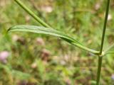 Scabiosa atropurpurea