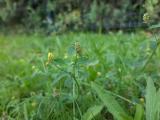 Medicago lupulina