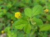 Medicago lupulina