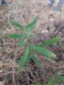 Lathyrus pratensis