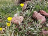 Ranunculus illyricus