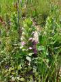 Acanthus dioscoridis