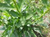 Beta corolliflora