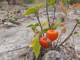 Physalis alkekengi