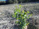 Bupleurum rotundifolium