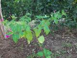 Mirabilis jalapa