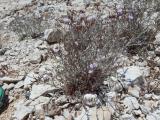 Limonium angustifolium