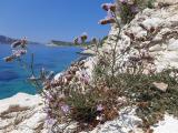 Limonium angustifolium