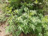 Datisca cannabina