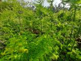 Pteridium aquilinum