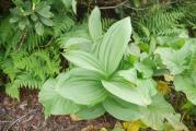 Veratrum album