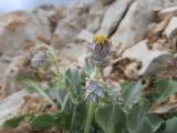 Taraxacum gracilens