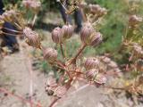 Prangos ferulacea