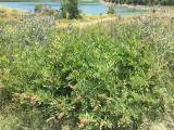 Astragalus fraxinifolius