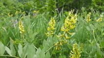 Astragalus fraxinifolius