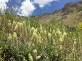 Astragalus lagopoides