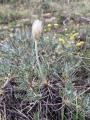 Astragalus lagopoides