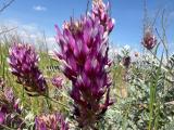 Astragalus ovalis