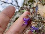 Campanula ajugifolia