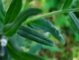 Buglossoides arvensis