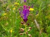 Muscari comosum