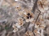 Muscari comosum