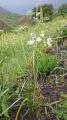 Ornithogalum arcuatum