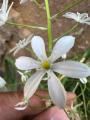 Ornithogalum arcuatum
