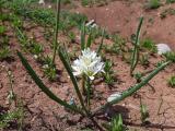 Ornithogalum luschanii