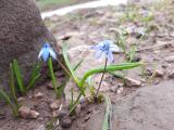 Scilla siberica