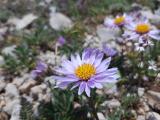 Aster alpinus