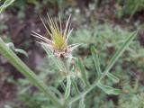 Centaurea carduiformis