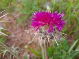 Centaurea carduiformis