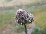 Centaurea carduiformis