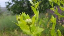 Centaurea polypodiifolia