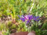 Cyanus triumfettii