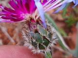 Cyanus triumfettii