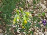 Onosma sericea