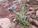 Rindera caespitosa