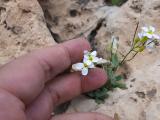 Arabis aucheri