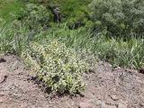 Alyssum alyssoides